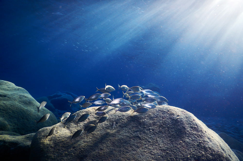 close-up-fish-sea