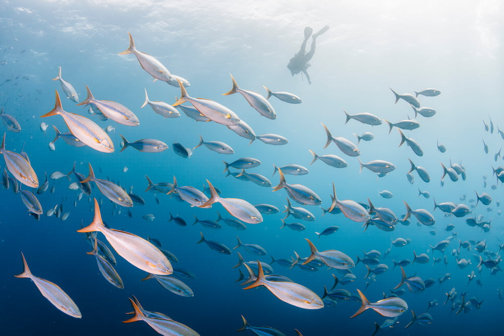 close-up-fishes-swimming-underwater