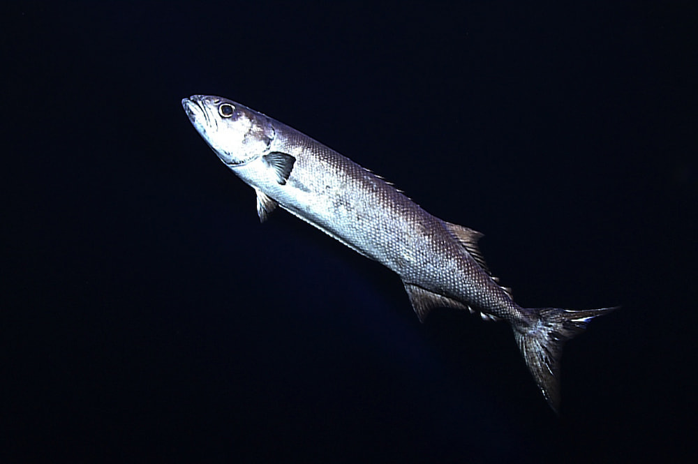 油魚類-粗鱗油甘
