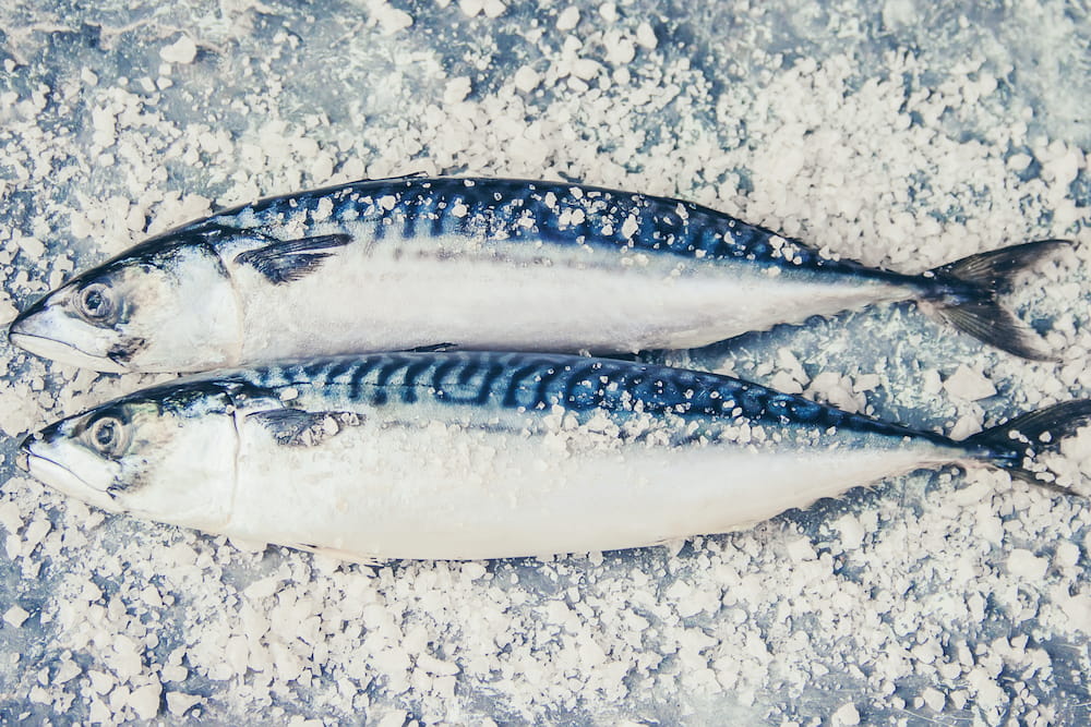 魚餌類-白腹鯖(鯖魚)