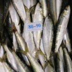 南美擬沙丁魚-01