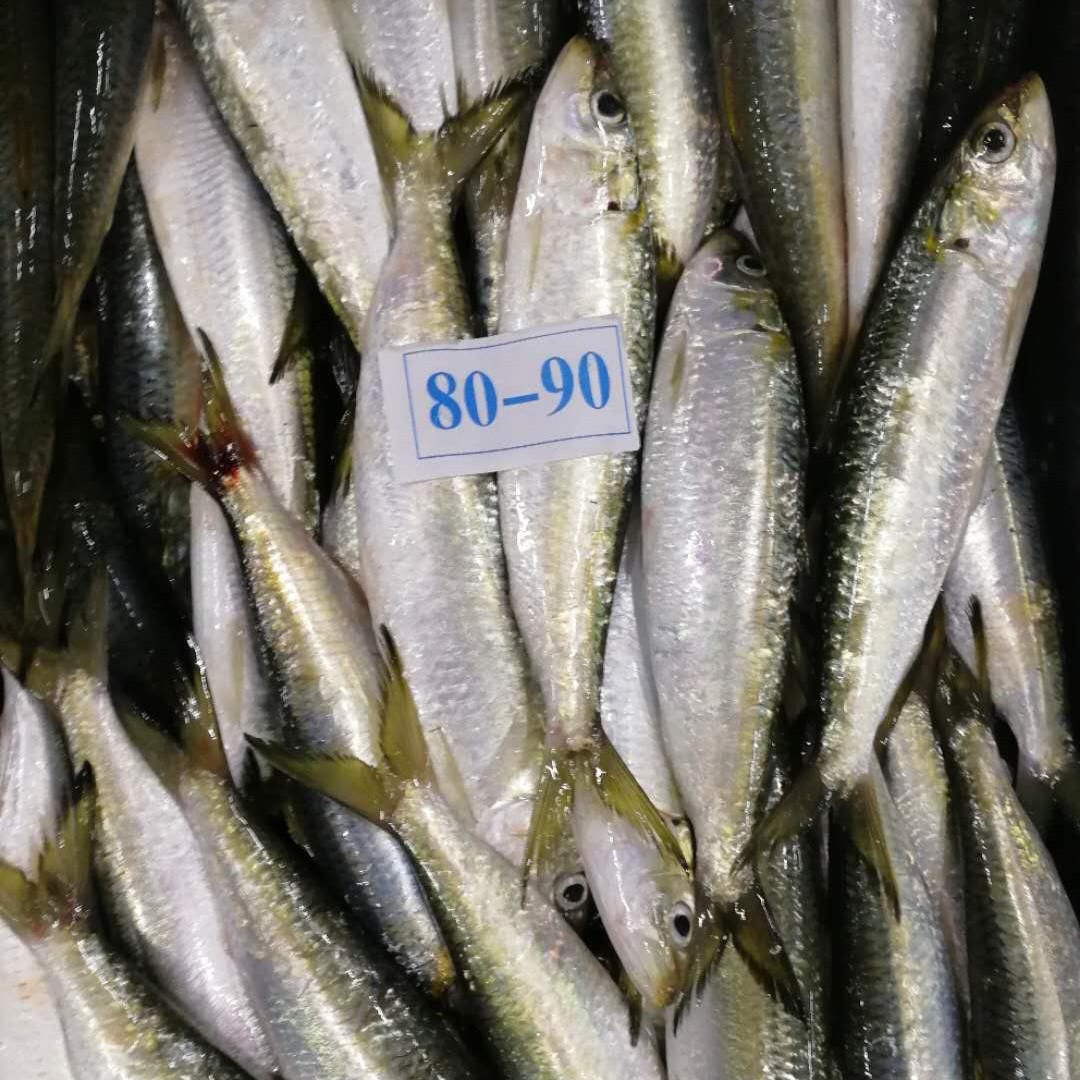南美擬沙丁魚-01