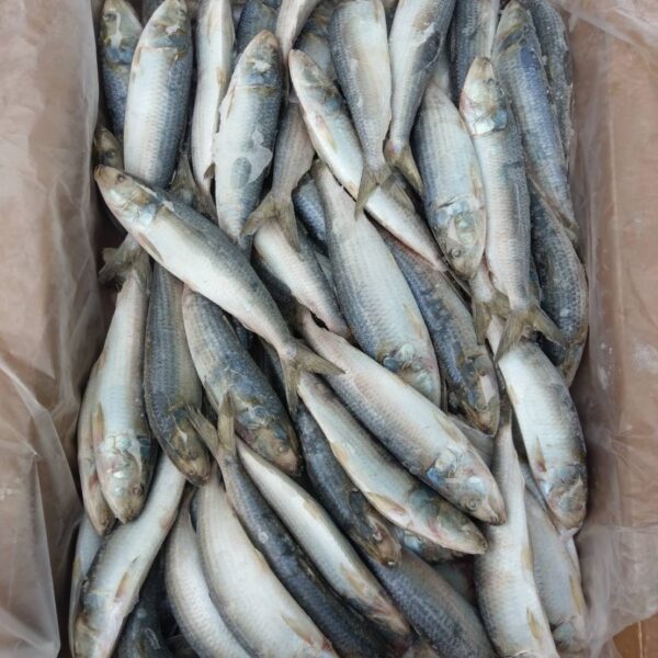 南美擬沙丁魚：圖片 2
