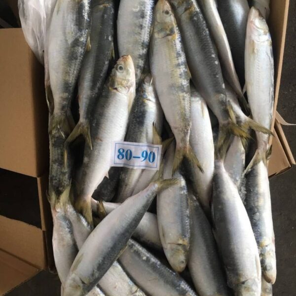南美擬沙丁魚：圖片 3