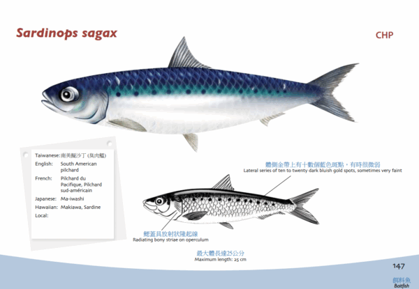 南美擬沙丁魚：圖片 4