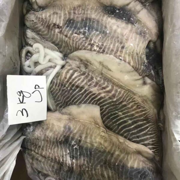 墨魚