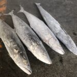 康氏馬加鰆(土魠)-01