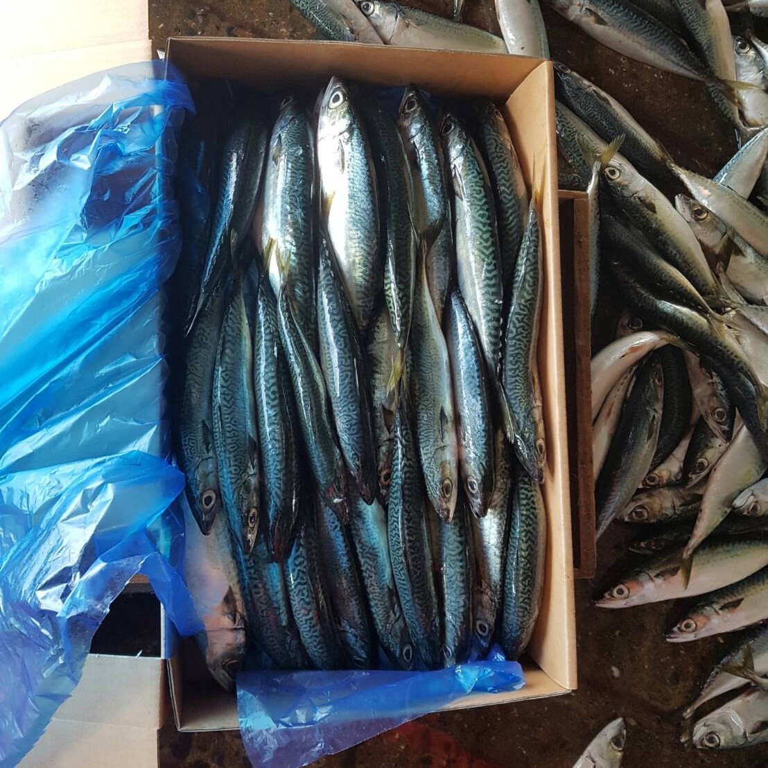 白腹鯖(鯖魚)-01