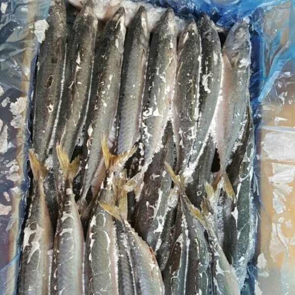 白腹鯖(鯖魚)：圖片 3