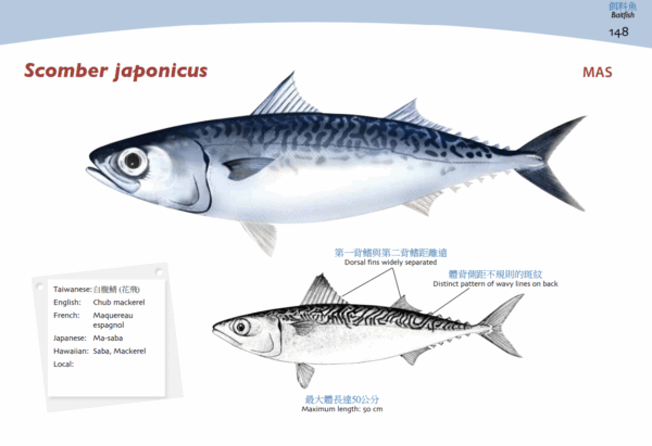 白腹鯖(鯖魚)：圖片 4