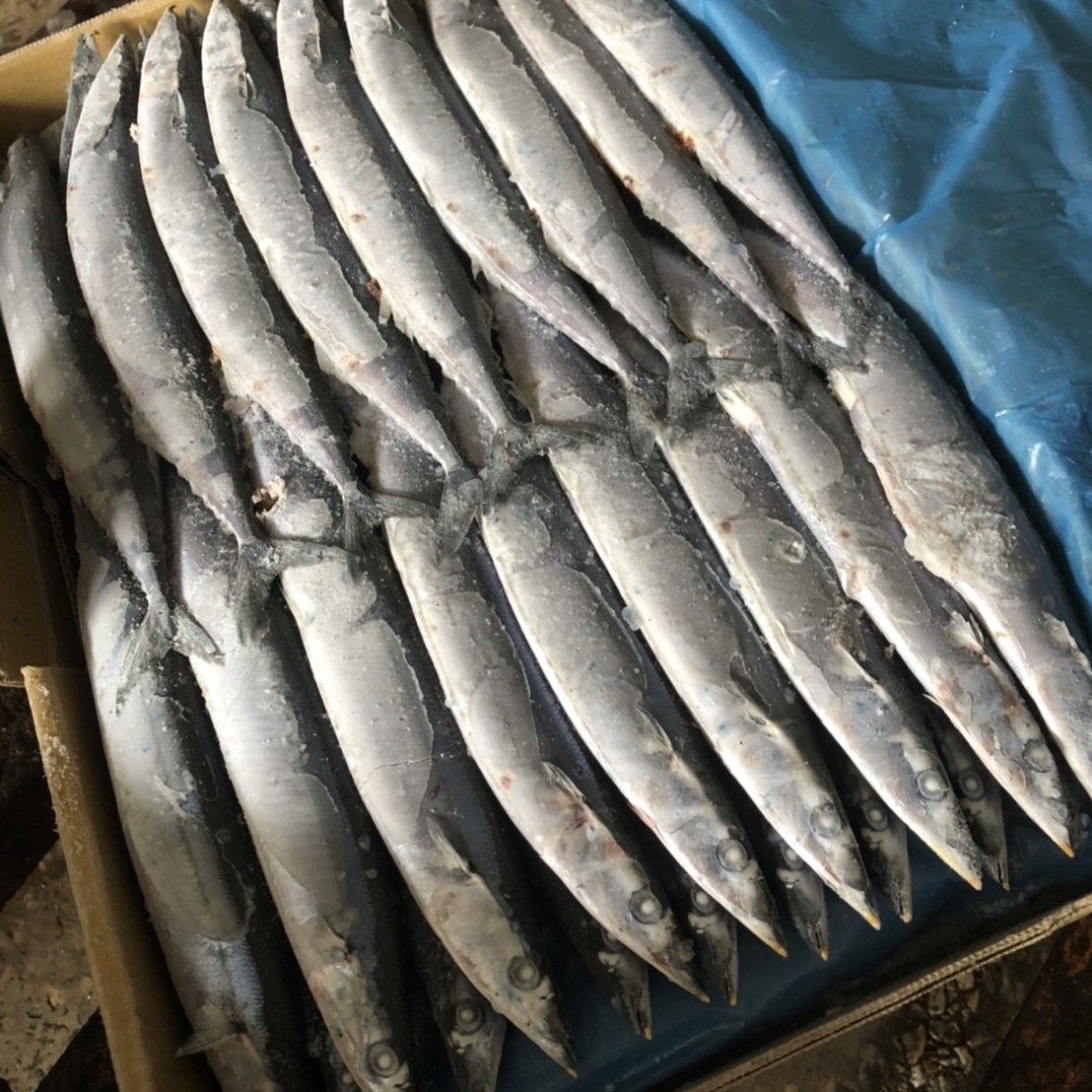 秋刀魚-01