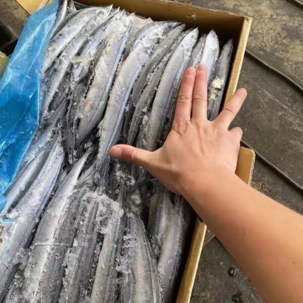 秋刀魚：圖片 2