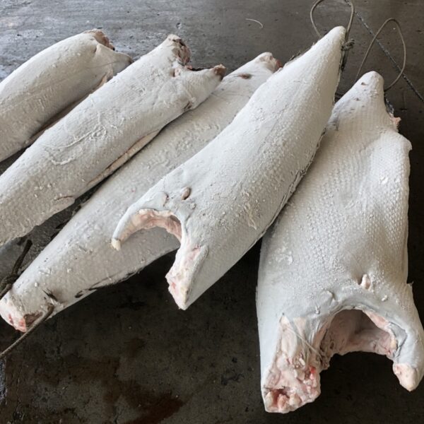 粗鱗油甘
