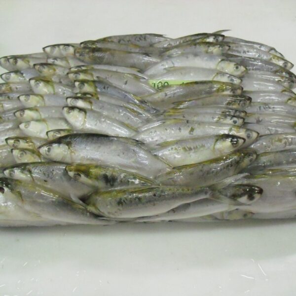 虱目魚