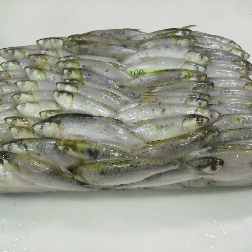 虱目魚-01