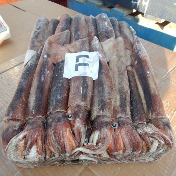 阿根廷魷魚-01